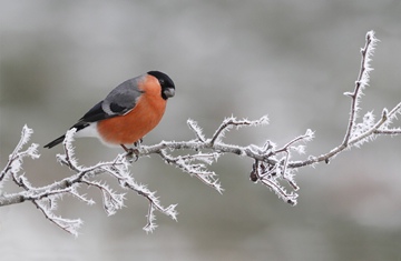 (z) Eurasian Bullfinch on frost-covered hawthorn twig, Leicestershire, England